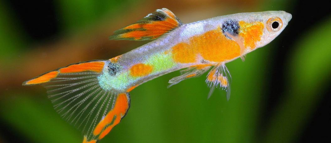 手机攻击器APP下载