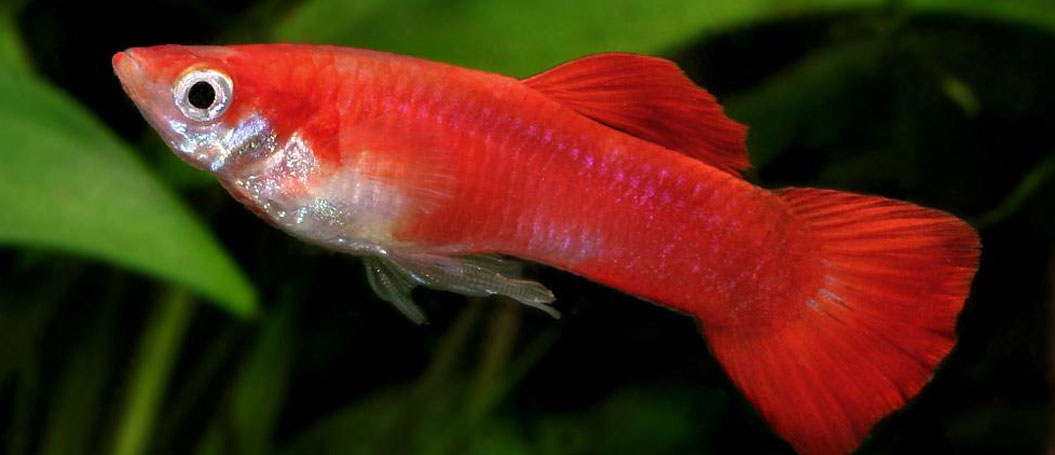 【免安装绿色版】无病毒的网页攻击器