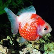 网站攻击软件工具